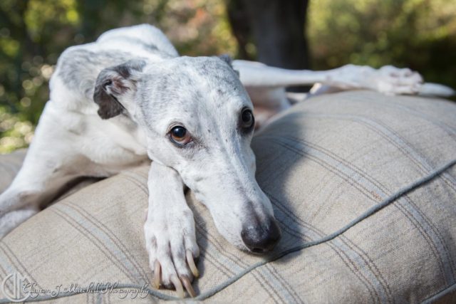 Αυτό είναι ένα από τα καλύτερα δώρα για το κατοικίδιό σας