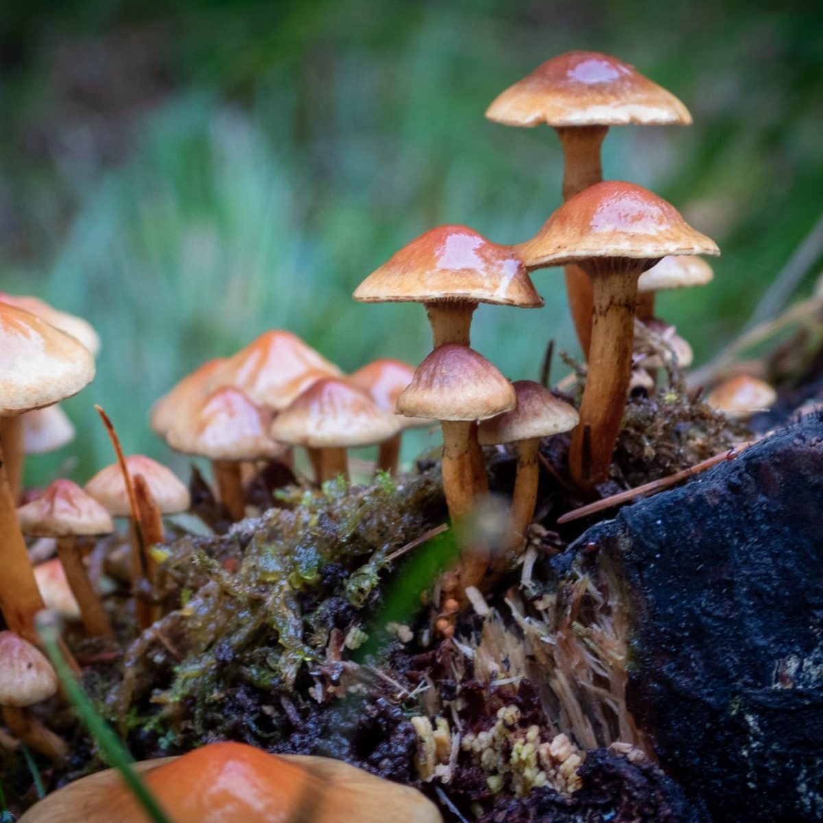 Η επιστήμη μίλησε: τα «μαγικά» μανιτάρια μας κάνουν πιο δημιουργικούς!