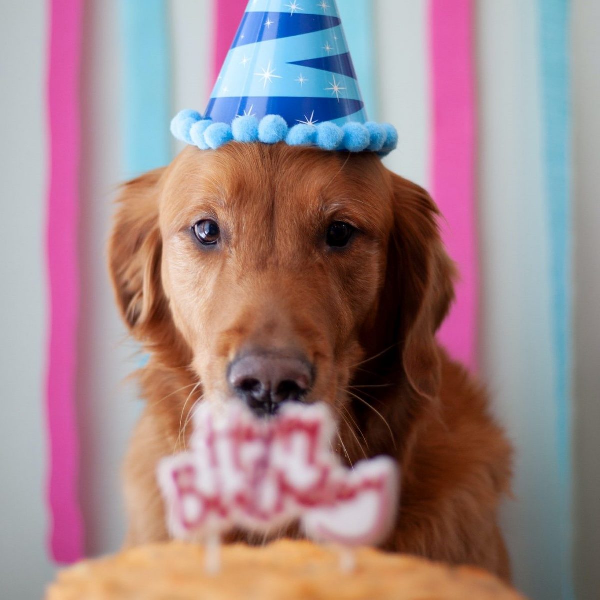 Αυτή είναι η ακριβής ηλικία του σκύλου σου – και δεν είναι 7 φορές σε ανθρώπινα χρόνια