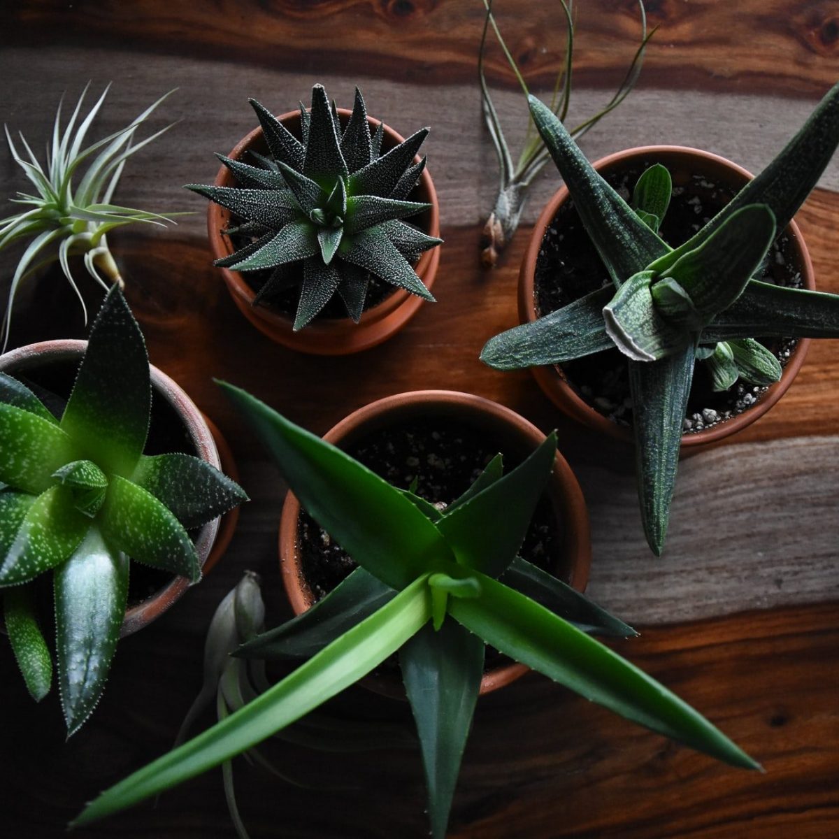 Πώς να φροντίσεις τα φυτά σου τις ημέρες του καύσωνα