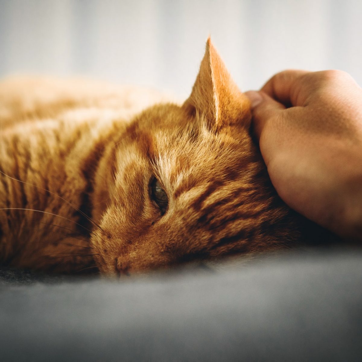 Αυτός είναι ο σωστός τρόπος να χαϊδεύεις τη γάτα σου, σύμφωνα με την επιστήμη