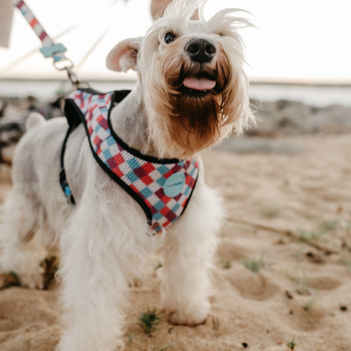Το Ιράν βγάζει νόμο που απαγορεύει τα κατοικίδια στους δρόμους και στα σπίτια – Τι κρύβεται πίσω από την απόφαση