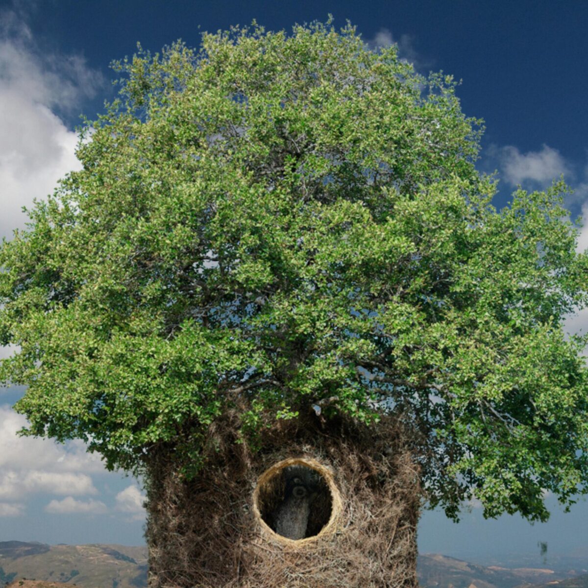 Μάντεψε που βρίσκεται το απίθανο δέντρο που φιλοξενεί μέσα του ολόκληρες συναυλίες!