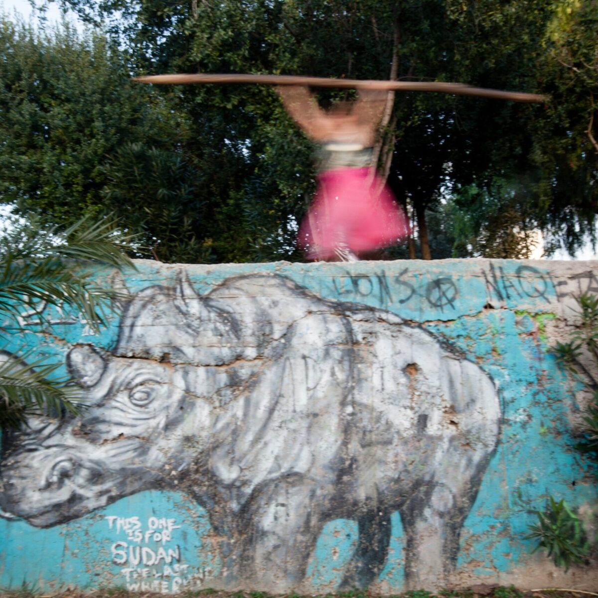 meta-Ρινόκερος: Μην χάσεις αυτό το αντισυμβατικό σαφάρι στη σαβάνα της Αθήνας