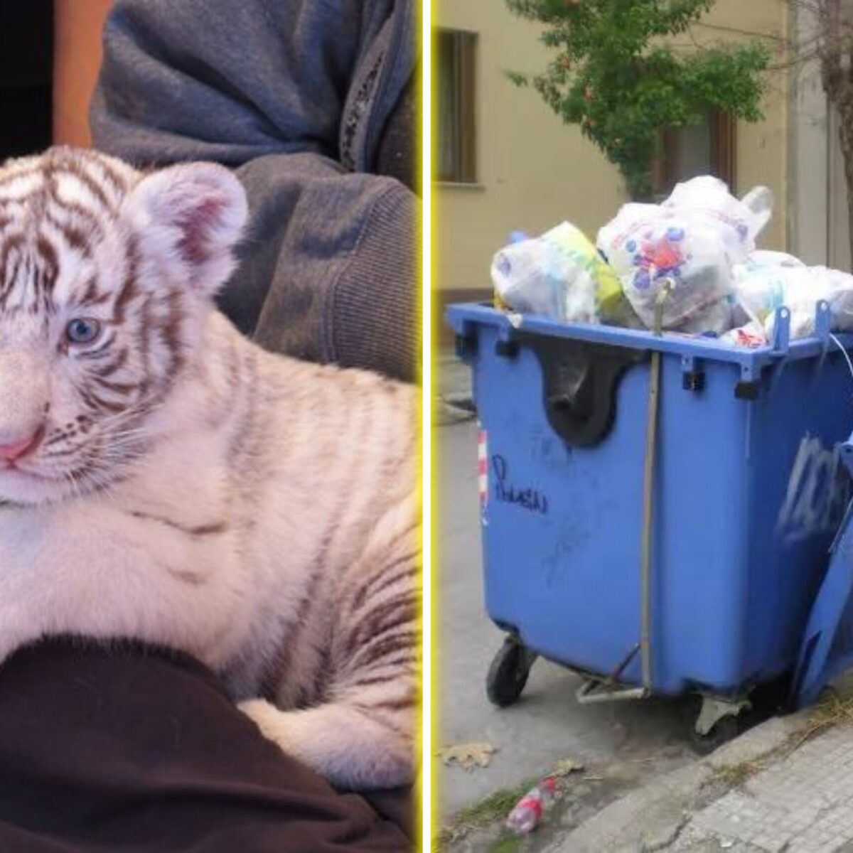 Βρήκαν μωρό τιγράκι στα σκουπίδια του Αττικού Ζωολογικού Πάρκου: Κινδυνεύει η ζωή του