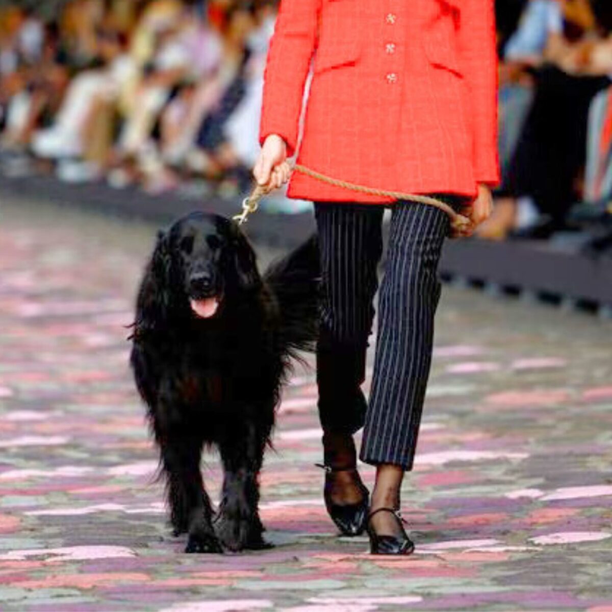 Aυτό το χαριτωμένο σκυλάκι περπάτησε για τον οίκο Chanel στην haute couture επίδειξη του και αποθεώθηκε!