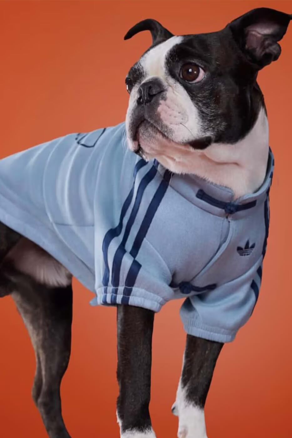Adidas pet collection